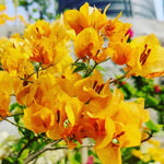 3 Bougainvillea Vine Plants, Bougainvillea Plants Live for Outdoor Landscaping and Containers, 4-7 Inch Tall Well-Rooted, No Pot (Gold Bougainvillea)