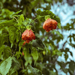 Orange Abutilon Live Plant 4–7 Inches Tall, Flowering Lantern Plant for Indoor Outdoor Garden, Ornamental Flower Plants for Patio Containers or Garden Beds