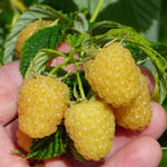 2 Raspberry Plants Live for Planting, Raspberry Bush Live Plants, Size 5-8 Inch Tall, Sweet Raspberry Trees, Well-Rooted (Fall Gold Raspberry)