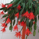 Pack of 2 Red Easter Cactus Plants, Holiday Cactus Flower Plant Succulent, Size 4 to 7 Inch, Without Pot, Easter Cactus Live Plant