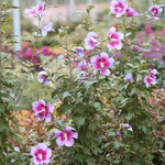 1 Pink Rose of Sharon Tree Live Plant in Pot, 6 to 14 Inch Tall, Althea Hibiscus Plant Live, Fragrant Hibiscus Syriacus Bush