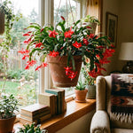 Red Easter Cactus Plant Live 4-6 Inches, Vibrant Spring Bloomer for Indoor Decor, Patio Pots, Ready to Grow