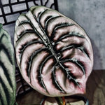 Colocasia Elephant Ears Live Plant, Alocasia Plant, Esculenta Taro Live Houseplant, 5-7 Inc Tall (Alocasia Red Cuprea)