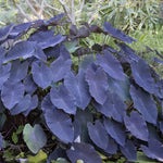 Colocasia Elephant Ears Live Plant, Alocasia Plant, Esculenta Taro Live Houseplant, 5-7 Inc Tall (Black Leaf and Stem)