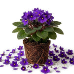 Purple African Violet Plant Live, 4 Inch Pot, Indoor Flowering Plant