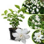 Jasmine Live Plant 4–8″ Tall, Jasmines Flower Vine, Fragrant White Blooms, Outdoor or Container Growing (Frostproof Cape Jasmine)