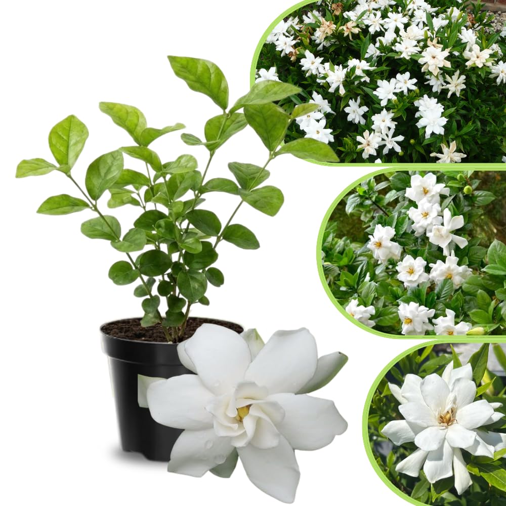 Jasmine Live Plant 4–8″ Tall, Jasmines Flower Vine, Fragrant White Blooms, Outdoor or Container Growing (Frostproof Cape Jasmine)