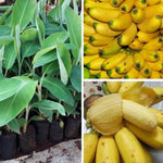 Grand Nain Banana Plant Tree Live, Cold Hardy 4-7" in Tall, No Pot, Outdoor Spring Planting, Rare and Sweet Banana Plants
