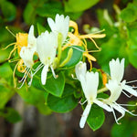 Pack 4 Fragrant Honeysuckle Bushes Live, Hardy Flowering Lonicera Shrubs, Honeysuckle Rooted Cuttings, Bareroots