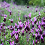 Set 2 Spanish Lavender Plants Live, Lavender Flower Plant, 5 to 7 Inc Tall Gardening Indoor, Outdoor