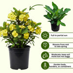 Set 2 Yellow Euphorbia Milii Plants, Crown of Thorns Live Plant, 5-8 Inc Tall, Hardy Euphorbia Flowering Houseplants