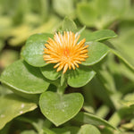 Delosperma Ice Plant Live in 4'' Pot, Hardy, Low-Maintenance Flowering Succulent Groundcover for Outdoor Gardens and Containers (Yellow Ice Plant)