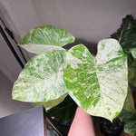 Set 2 Variegated Alocasia Live Plants for Planting, 5 to 7 Inc Tall, Indoor Houseplant Alocasia Plant Live, No Pot, Alocasia Colocasia Taro Plants for House Plants