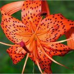 10 Turks Cap Lily Bulbs Roots, Tiger Lily Flower Root Plant, No Leaf, Well Rooted Ready to Plant, Summer Bloom, Orange Flower Live Plant