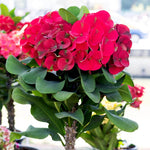 Red Euphorbia Crown of Thorns Plant, Perennial Succulent Live Plant Indoor Outdoor 4-7 Inches