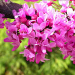 Potted Eastern Red Bud Tree Live Plant, 6-12" Seedlings Redbud Tree for Planting, Winter Hardy