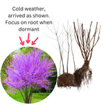 Pack 4 Redbud Trees Live Dormant, Eastern Red Bud Hardy Flowering Trees, 6-12 Inch Height