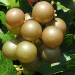 Set 3 Bronze Muscadine Grape Plants Live, 4-6 Inch Tall Well Rooted Vines for Outdoor Planting