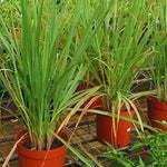 Combo 5 Big Lemon Grass Plants for Outside, Lemongrass Plants Live, No Pot, Well Rooted, Trim Back, Fresh Fragrant Lemon Grass Stalks Plants for Outside Live