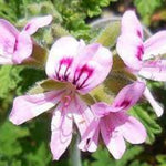 Pack 3 Live Citronella Plants Live, Fragrant Citronella Geranium Plants Well Rooted, 5-8 Inch Tall for Outdoor Containers and Gardens