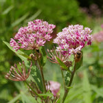Pack 2 Milkweed Live Plants, Butterfly Milkweed Shrub, Asclepias Tuberosa Plants 4-8 Inches (Pink)