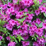 Purple Azalea Live Plant, Rhododendron Flowering Shrub for Outdoor Planting, 10 Inches Tall, Hardy Azalea Bush for Landscape and Garden