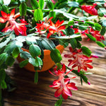 Christmas Cactus Plants Live, Flowering Thanksgiving Cactus with Vibrant Blooms, 4-7'' Tall, Easy-Care Indoor Houseplant (Red Blooms)
