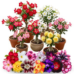 02 Mixed Desert Rose Live Plants, Starter Adenium 3-6 Inches Tall, No Pot, No Flower, Tropical Flowering Succulent Plants for Indoor Outdoor Growing
