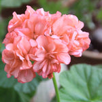 3 Salmon Geranium Plants Live, Live Geranium Plants, 5 to 7 Inches Tall, Geranium Flower Plant, Geranium Live Plants Home Garden Outdoors