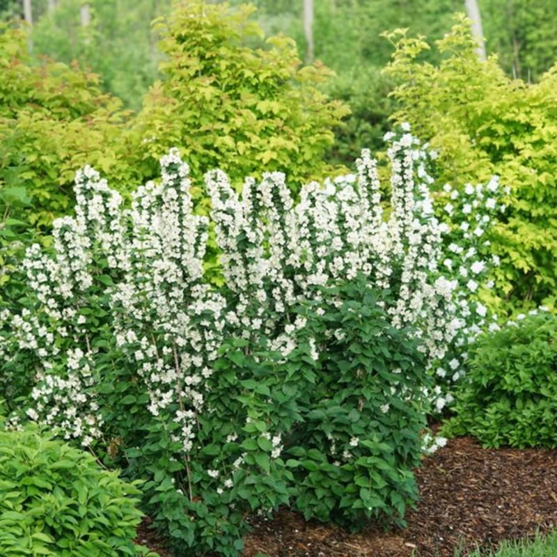Mock Orange Plant Live in Gallon Pot, Philadelphus Mock Orange Shrubs Live Plants, White Flower Fragrant for Planting, 6-14 Inc Tall