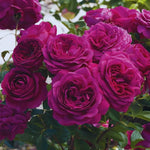 Climbing Rose Live Plant Well Rooted, No Leaf, Ready to Plant Indoor Outdoor, Climber Rose Bush, Hybrid Tea Rose Like, Very Fragrant, Long Bloomer (Purple)