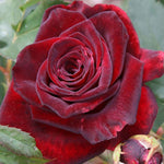 Fragrant Climbing Rose Live Plant, Well Rooted 5-9" Tall, No Leaf, Indoor Outdoor Climber, Rose Bush, Hybrid Tea Rose Like (Velvet Red Black)