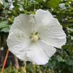 Althea Rose of Sharon Plant Live for Planting 6-13 Inch Height, Hibiscus Syriacus Flowers, in Pot, Rose of Sharon Shrub Bush Live (White)