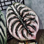 Set 2 Red Alocasia Live Plants for Planting, 5 to 7 Inc Tall, Indoor Houseplant Alocasia Plant Live, No Pot, Alocasia Colocasia Taro Plants for House Plants