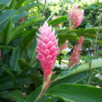1 Pink Ginger Plant Live for Planting 4-9 Inc Height, Hawaiian Ginger Flowers to Grow
