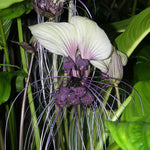 White Tacca Plants Live in 4 Inch Pot, White Bat Flower Well Rooted for Planting Indoor Outdoor, Ornamental Houseplant