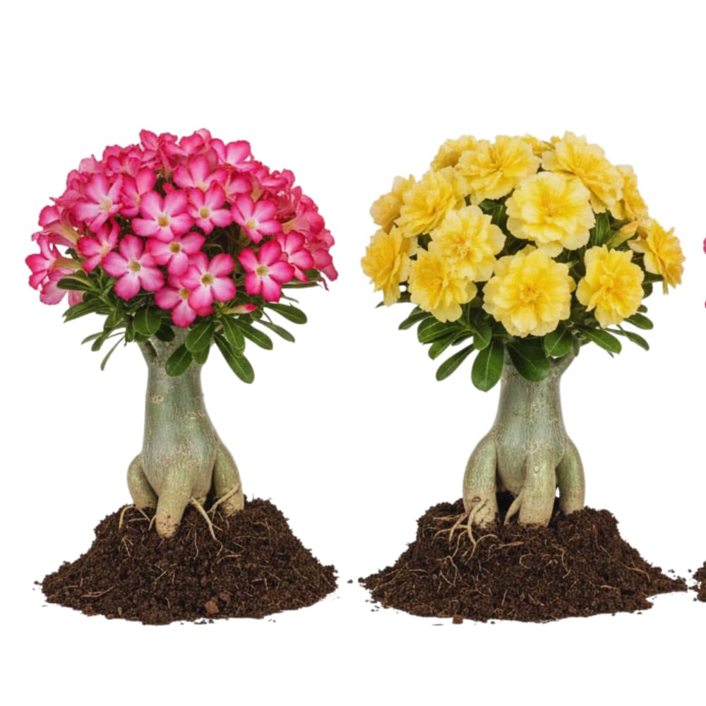 2 Mixed Desert Rose Plants Live, Adenium Desert Rose Plant Live, Perennial Flower Plants for Patio Gardening, 4-7 Inch Tall