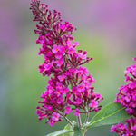 Pack 2 Butterfly Bushes Live Plant, Fragrant Buddleia Bush Shrub, 4 to 9 Inch Tall (Red Pink Blooms)