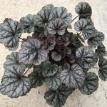 2-Pack Live Heuchera Coral Bells Plants, Deep Black Purple Leaves, Vibrant Indoor Outdoor Planting
