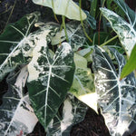 Set 2 Frydek Variegated Alocasia Live Plants for Planting, 5 to 7 Inc Tall, Indoor Houseplant Alocasia Plant Live, No Pot, Alocasia Colocasia Taro Plants for House Plants