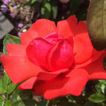 Climbing Roses Live Plants, Rose Bushes Ready to Planting, No Pot, Cut Back, Well Rooted, 6-8 Months Old (Red)