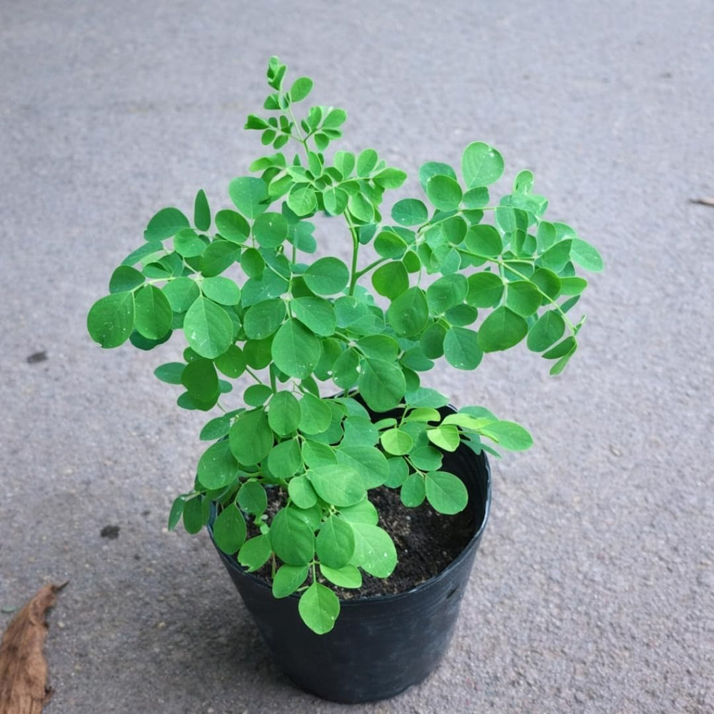 Live Moringa Tree Plant, Moringa Oleifera Plants, 6-10 Inch Tall in 4 Inch Pot, 2 Plants Per Pot for Planting