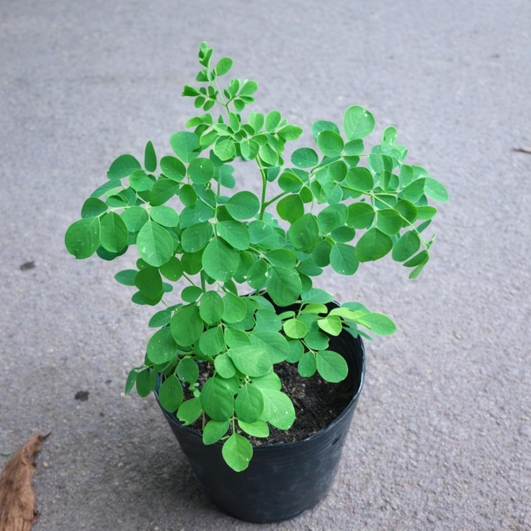 Live Moringa Tree Plant, Moringa Oleifera Plants, 6-10 Inch Tall in 4 Inch Pot, 2 Plants Per Pot for Planting