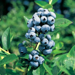 Pack 2 Blueberry Bush Live Plant, Blueberry Plants Live for Planting 5 to 9 Inch Height, Sweet Blueberries Tree Live Plant (Elliott Blueberry)