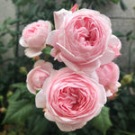 Climbing Roses Live Plants, Rose Bushes Ready to Planting, No Pot, Cut Back, Well Rooted, 6-8 Months Old (New Dawn)