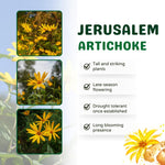 10 Jerusalem Artichoke Roots for Planting, Sunchoke Tubers Garden Vegetable, Edible Sunroot Plants for Outdoor Garden
