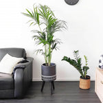Palm Tree Live Plant, Fully Rooted in 3 Gallon Pot, Rare Tropical Plant Live for Indoor or Outdoor Growing, Dark Green