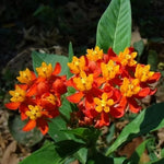 2 Tropical Milkweed Plants Live, 5-8 Inch Tall, Butterfly Milkweed Asclepias Tuberosa Plant for Perennial Flower