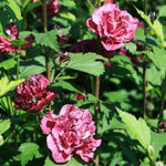 Althea Rose of Sharon Bush Live Plants in Pot, Hibiscus Plant Live, Fragrant Rose of Sharon Plant, from 6 to 13 Inch Tall (Red)