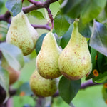 Pear Live Plant, Sweet Crisp Fruit Tree, 6-10 Inch Tall